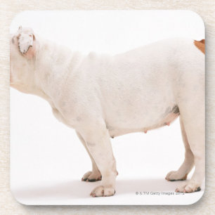 Dessous-de-verre Bouledogue