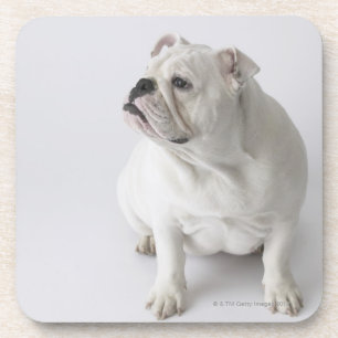 Dessous-de-verre Bouledogue anglais blanc