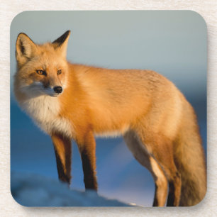 Dessous-de-verre Brown Fox Beverage Coaster