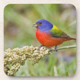 Dessous-de-verre Bunting peint (ciris passeriens) alimentation mâle