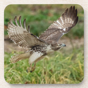 Dessous-de-verre Buse à queue rouge immature