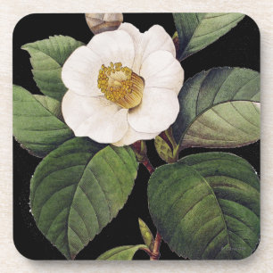 Dessous-de-verre Camélia blanc