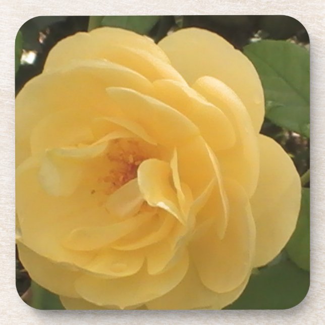 Dessous-de-verre Camélia jaune de floraison (Devant)