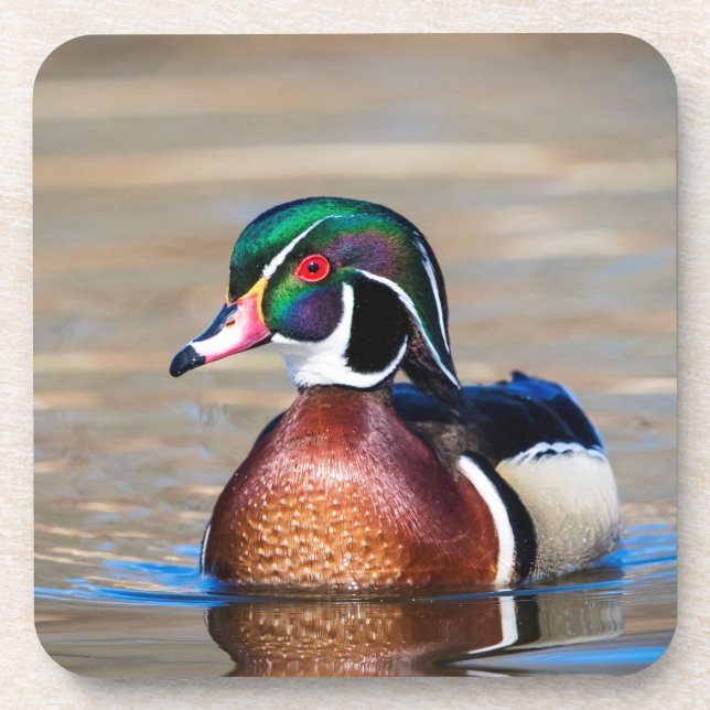 Dessous-de-verre Canard à bois dans un étang (Devant)