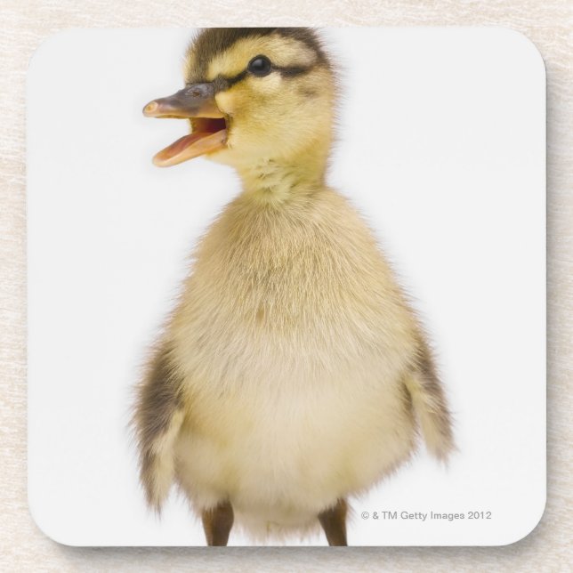 Dessous-de-verre Caneton de Mallard (platyrhynchos d'ana) (Devant)