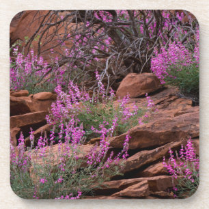 Dessous-de-verre Capitol Reef National Park, Utah, États-Unis