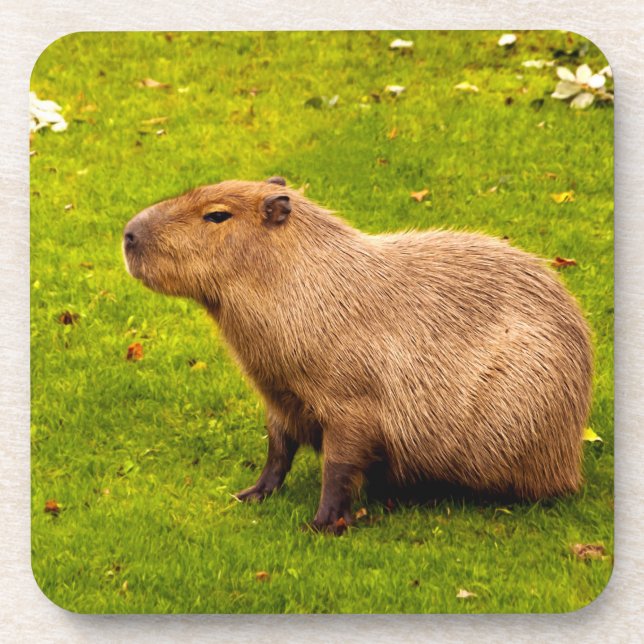 Dessous-de-verre Capybara (Devant)