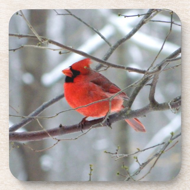 Dessous-de-verre Cardinal hivernal de Chipper (Devant)