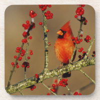 Cardinal rouge mâle perché, IL