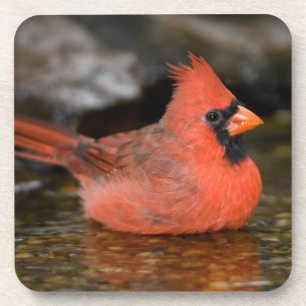 Dessous-de-verre Cardinal rouge mâle se baignant
