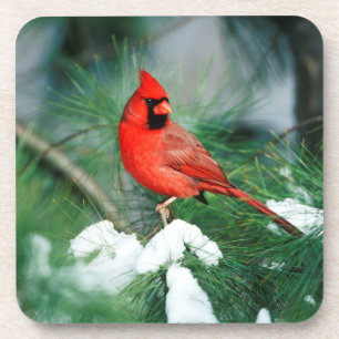 Dessous-de-verre Cardinal rouge mâle sur un arbre, IL