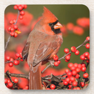 Dessous-de-verre Cardinal rouge sur Houx verticillé