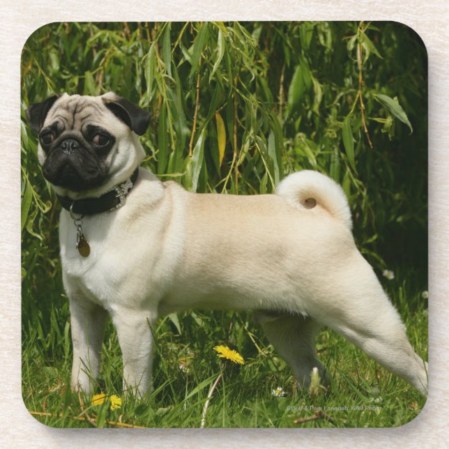 Dessous-de-verre Carlin regardant l'appareil-photo (Devant)