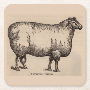 Dessous-de-verre Carré En Papier 19e century print cotswold sheep