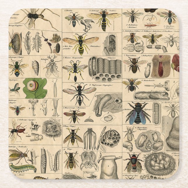 Dessous-de-verre Carré En Papier Abeille Insecte Bug Wasp Nature Peinture des abeil (Devant)