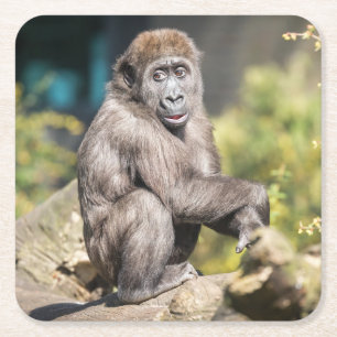 Dessous-de-verre Carré En Papier adorable Cub Orangutan Juste Chilling Out