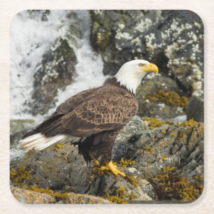 Dessous-de-verre Carré En Papier Aigle chauve fier