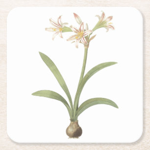 Dessous-de-verre Carré En Papier amaryllis(Amaryllis vittata) par Redouté