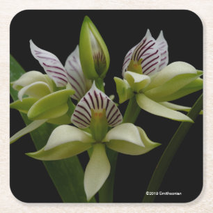 Dessous-de-verre Carré En Papier Anacheilium Chacoense