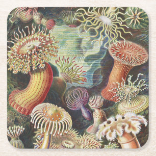 Dessous-de-verre Carré En Papier Anémones de mer, Actiniae Seeanemonen Ernst Haecke