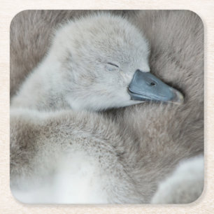 Dessous-de-verre Carré En Papier Animaux de bébés cutest   Bébé Mute Swan