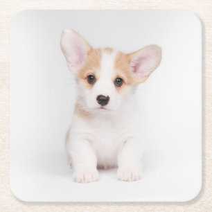 Dessous-de-verre Carré En Papier Animaux de bébés cutest   Chiot de Corgi blanc