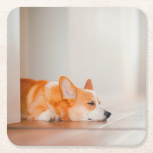 Dessous-de-verre Carré En Papier Animaux de bébés cutest   Corgi Sleeping