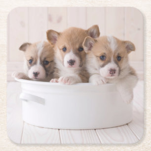 Dessous-de-verre Carré En Papier Animaux de bébés cutest Cute Corgi Chipies dans