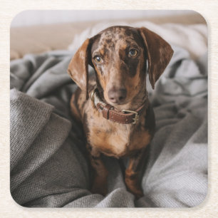 Dessous-de-verre Carré En Papier Animaux de bébés cutest Dachshund Dachshund Dach