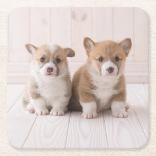 Dessous-de-verre Carré En Papier Animaux de bébés cutest   Deux Bébés Corgis assis