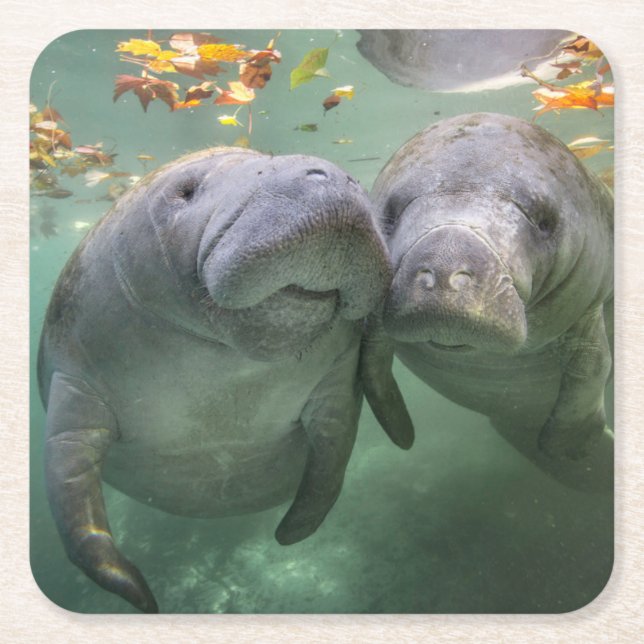 Dessous-de-verre Carré En Papier Animaux de bébés cutest | Deux Manatees (Devant)