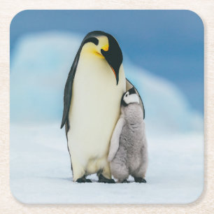 Dessous-de-verre Carré En Papier Animaux de bébés cutest   Empereur Penguin Chick