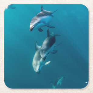Dessous-de-verre Carré En Papier Animaux de bébés cutest Famille de dauphins