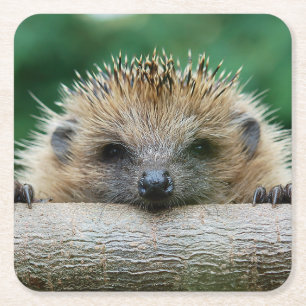 Dessous-de-verre Carré En Papier Animaux de bébés cutest   Hedgehog Smile