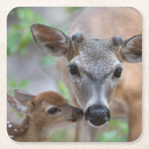 Dessous-de-verre Carré En Papier Animaux de bébés cutest   Key Deer Stag & Fawn