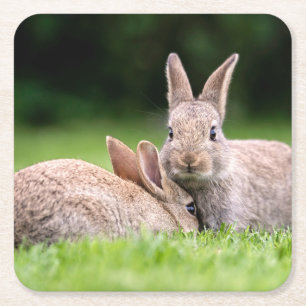 Dessous-de-verre Carré En Papier Animaux de bébés cutest   Lapins de lapin sauvage