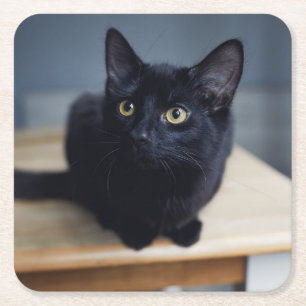 Dessous-de-verre Carré En Papier Animaux de bébés cutest Portrait d'un chat noir
