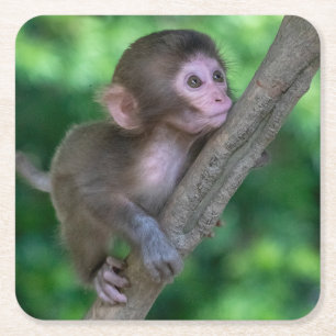Dessous-de-verre Carré En Papier Animaux de bébés cutest   Singe bébé