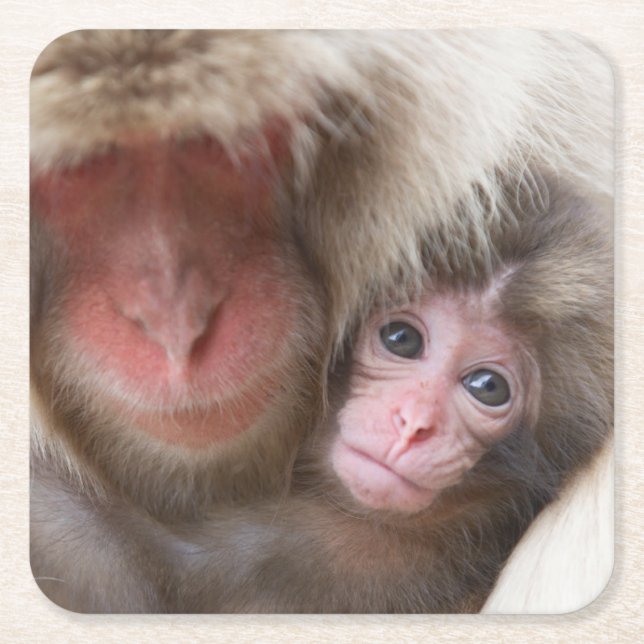Dessous-de-verre Carré En Papier Animaux de bébés cutest | Singe des neiges (Devant)