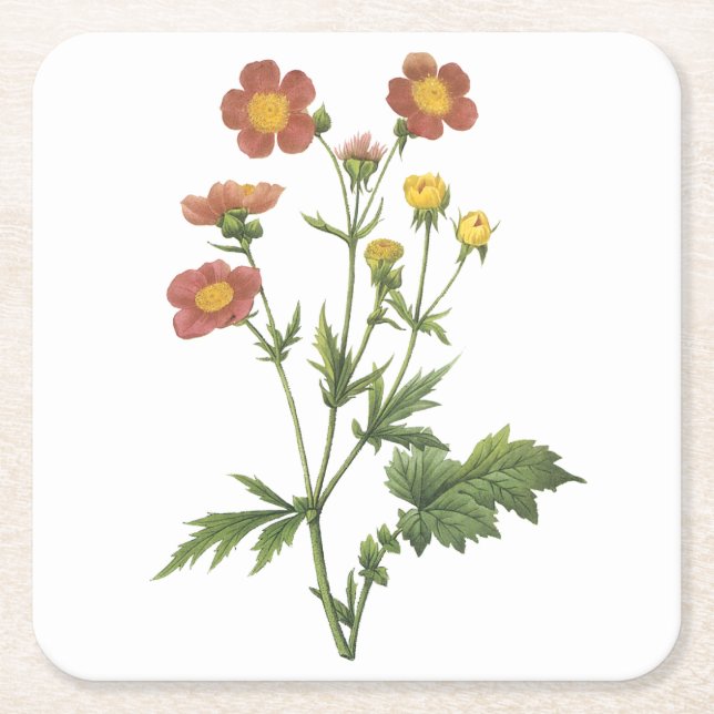 Dessous-de-verre Carré En Papier avens(Geum coccineum) par Redouté (Devant)