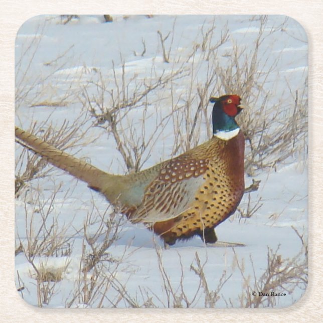 Dessous-de-verre Carré En Papier B22 Pheasant à cou circulaire (Devant)