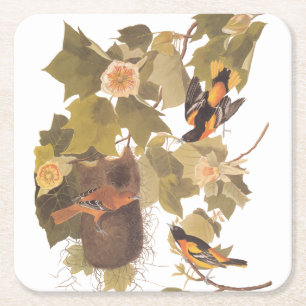 Dessous-de-verre Carré En Papier Baltimore Oriole Audubon Bird Family avec nid