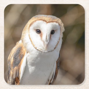 Dessous-de-verre Carré En Papier Barn Owl