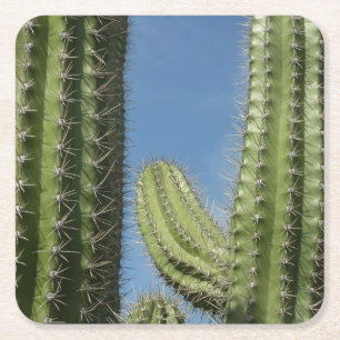 Dessous-de-verre Carré En Papier Barrel Cactus I Desert Photo