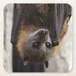 Dessous-de-verre Carré En Papier Batte australienne