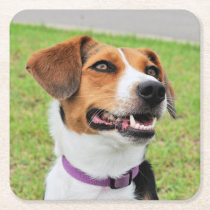 Dessous-de-verre Carré En Papier Beagle
