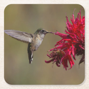 Dessous-de-verre Carré En Papier Beau colibri dans le jeu de Dessous de verre de vo
