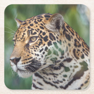 Dessous-de-verre Carré En Papier Beau Jaguar dans la nature