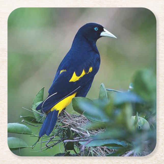 Dessous-de-verre Carré En Papier Beau Oiseau bleu et jaune (Devant)