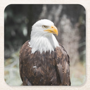Dessous-de-verre Carré En Papier Belle aigle à tête blanche (Haliaeetus leucocephal